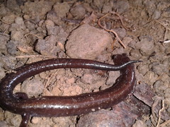 Plethodon richmondi