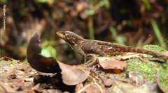 Anolis wilsoni