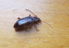 Tanychilus metallicus