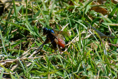 Chlorion hemipyrrhum