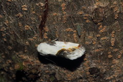 Tarache cretata