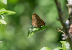 Satyrium pruni