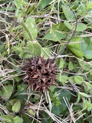 Liquidambar styraciflua