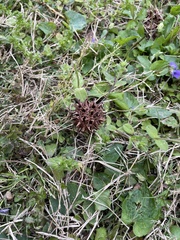 Liquidambar styraciflua