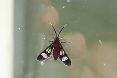 Phoenicoprocta teda