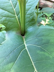 Silphium perfoliatum perfoliatum