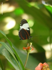 Heliconius cydno