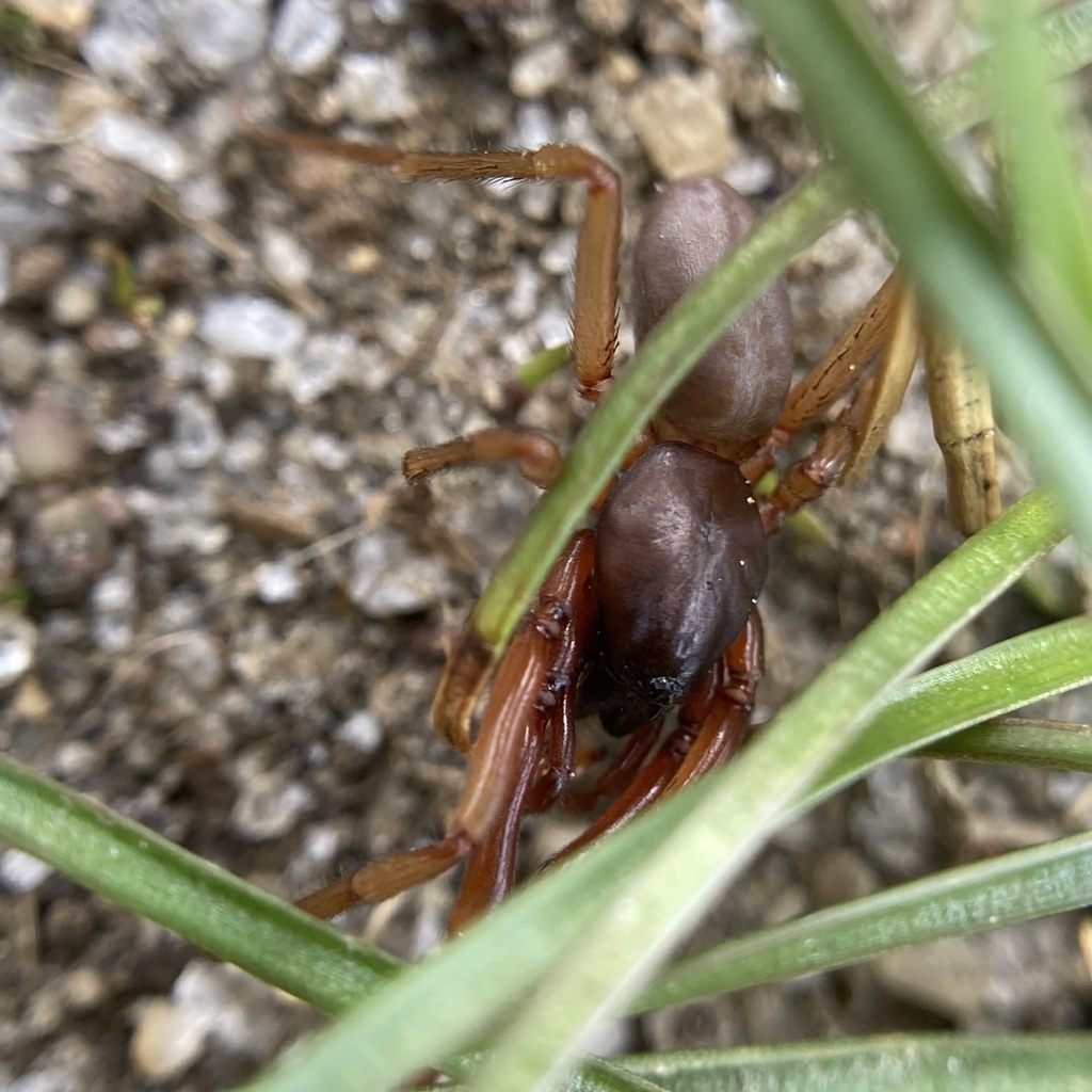 Harpactea from Buckskin Path, Barnstable, MA, US on April 25, 2022 at