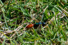 Chlorion hemipyrrhum