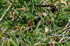 Chlorion hemipyrrhum