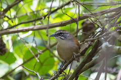 Pheugopedius genibarbis