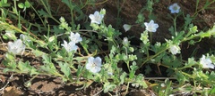 Nemophila menziesii integrifolia