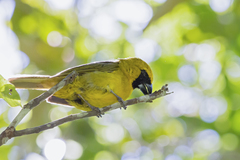 Caryothraustes canadensis