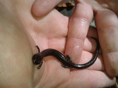 Plethodon richmondi