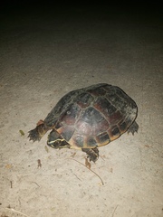 Malayemys macrocephala