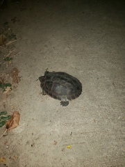 Malayemys macrocephala