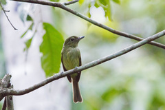 Rhynchocyclus olivaceus