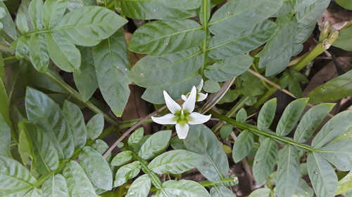 Solanum reptans