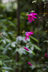 Passiflora kermesina