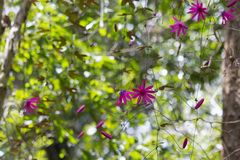 Passiflora kermesina