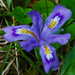 Iris lacustris - Photo (c) Joshua Mayer, algunos derechos reservados (CC BY-SA)