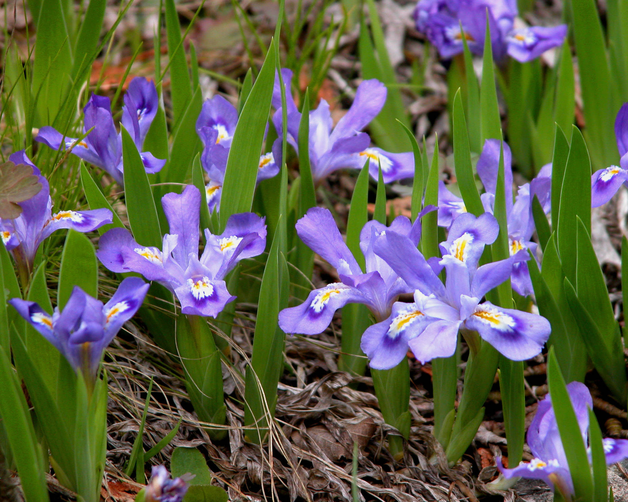 Iris lacustris