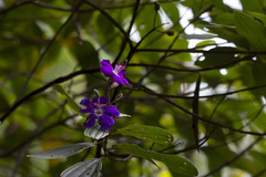 Pleroma fissinervium