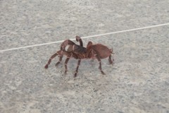 Acanthoscurria natalensis