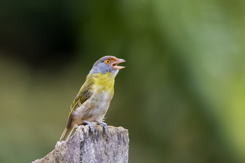 Rufous-browed Peppershrike