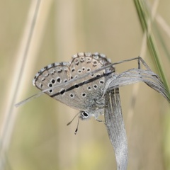 Pseudophilotes abencerragus
