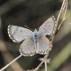 Pseudophilotes abencerragus