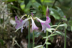 Hippeastrum reticulatum