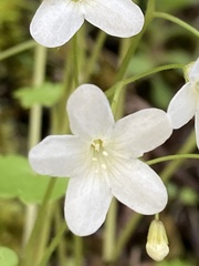 Romanzoffia sitchensis