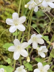 Romanzoffia sitchensis