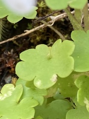 Romanzoffia sitchensis