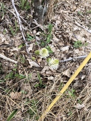 Fothergilla gardenii