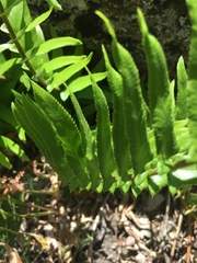 Polystichum imbricans