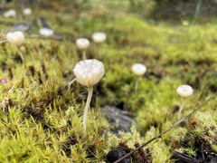 Arrhenia chlorocyanea