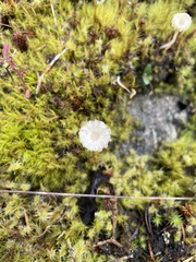 Arrhenia chlorocyanea