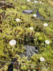 Arrhenia chlorocyanea