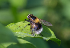 Volucella bombylans