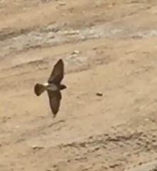 Petrochelidon pyrrhonota