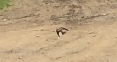 Petrochelidon pyrrhonota