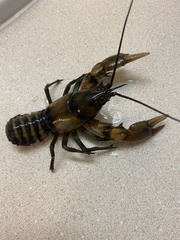 Cambarus rusticiformis