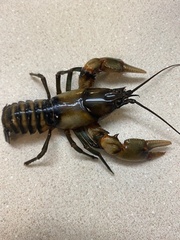 Cambarus rusticiformis