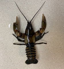 Cambarus rusticiformis