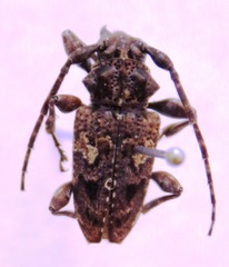 Aegomorphus circumflexus