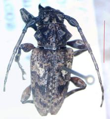 Aegomorphus circumflexus