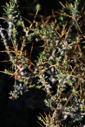 Image of Amphiglossa triflora by (c) Tony Rebelo, some rights reserved (CC BY-SA)