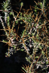 Amphiglossa triflora